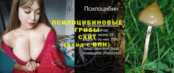 прущие грибы Михайлов